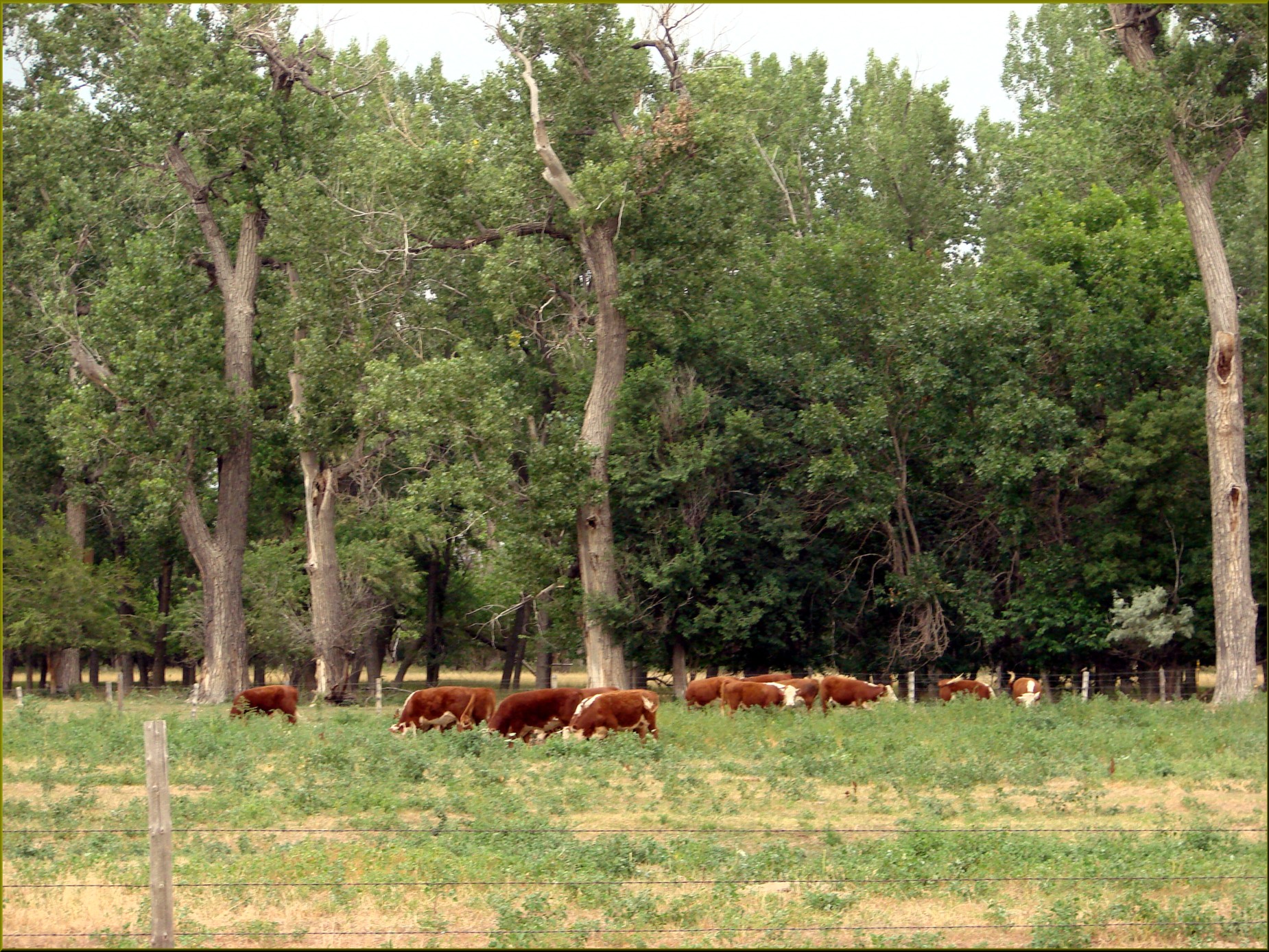 Hereford cattle graze in a green pasture bordered by cottonwood trees and a wire fence.